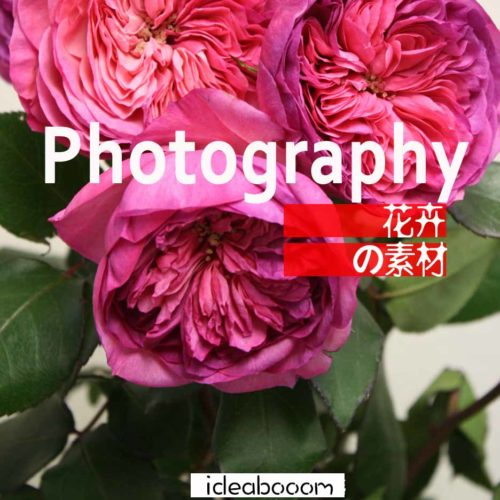 VIP丨自然艺术花卉摄影参考-作品图库