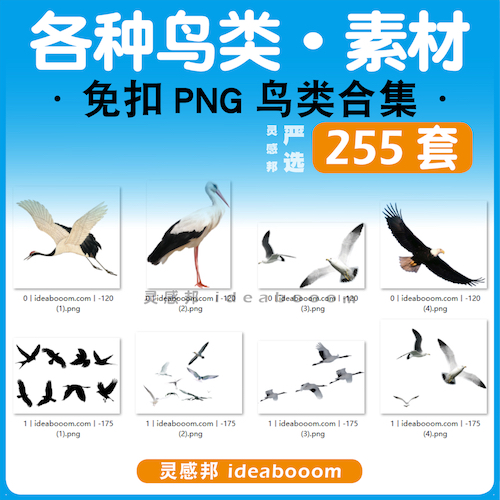 各种鸟类素材PNG免抠丨37.3.3